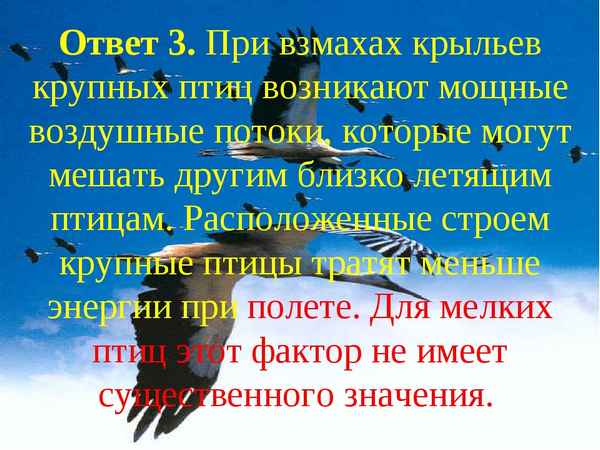
    Биологический турнир "В мире пернатых"

      