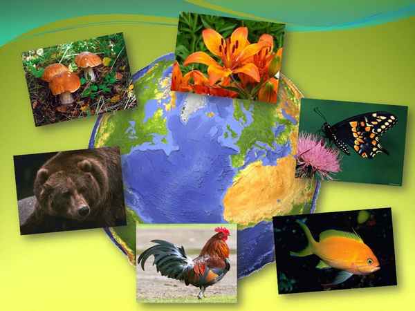 
    Урок по теме "Живая природа Земли"

      