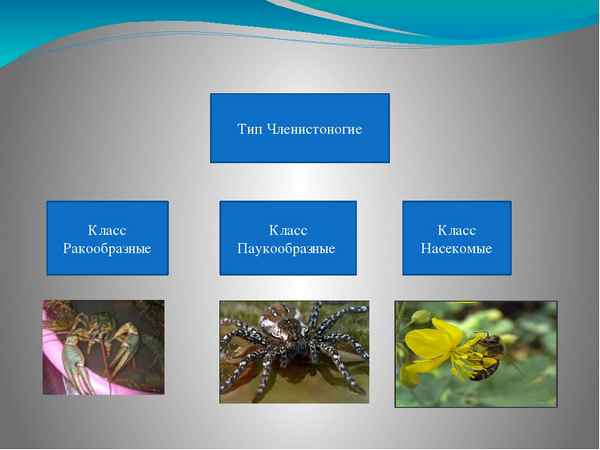 
    Модель урока биологии «Класс "Насекомые"»

      