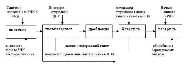 
    Сценарий урока-семинара "Онтогенез". 11-й класс

      