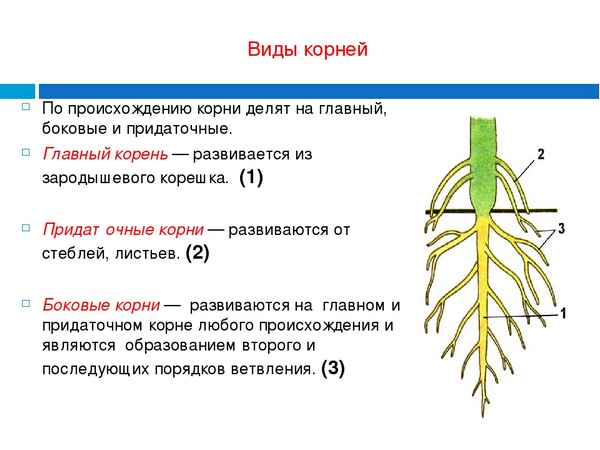 
    Биология. 6-й класс. Обобщающий урок по теме "Корень"

      