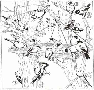 
    Орнотологический КВН "День пернатых друзей" для учащихся 5—8-х классов

      