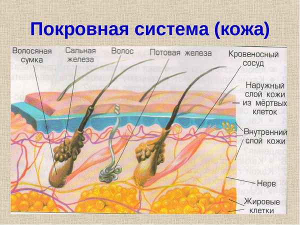 
    Урок-игра в 8-м классе по теме "Покровные органы"

      