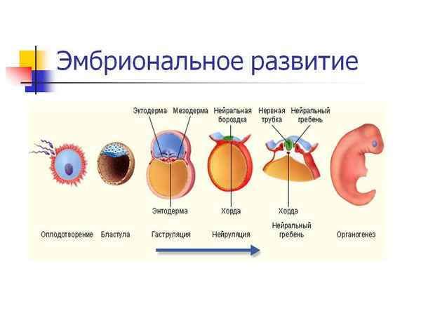 
    Урок биологии в 10-м классе по теме "Эмбриональное развитие животных"

      