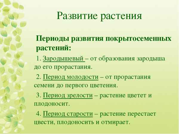 
    Особенности индивидуального развития цветкового растения

      