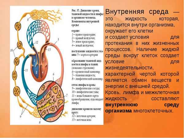 
    Урок по теме "Внутренняя среда организма и ее значение"

      