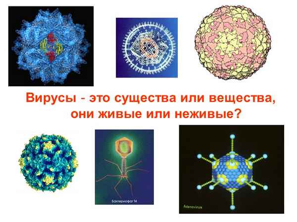 
    Дебаты на уроках биологии "Вирусы - живые существа?"

      