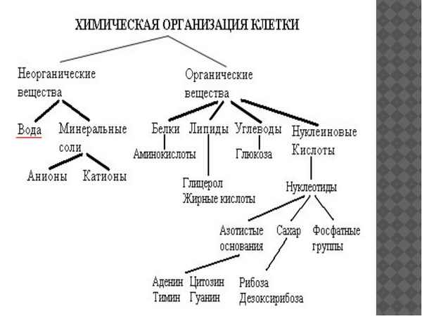 
    Цикл уроков по теме "Химическая организация клетки" (З урока)

      