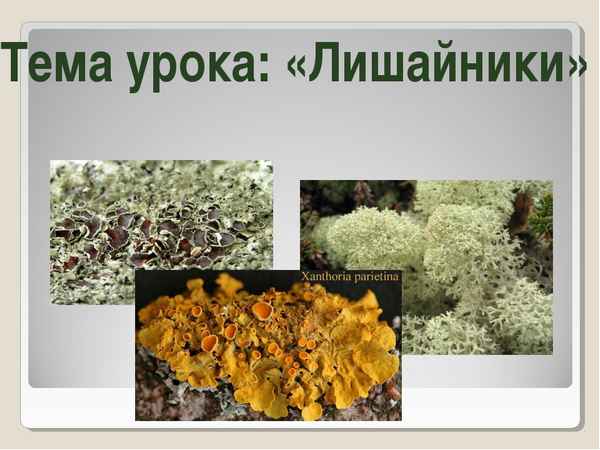 
    Урок по теме "Лишайники". 6-й класс

      