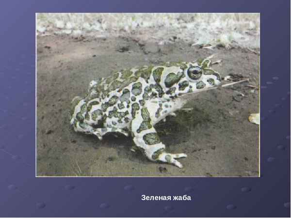 
    Устный журнал "Удивительный мир амфибий"

      