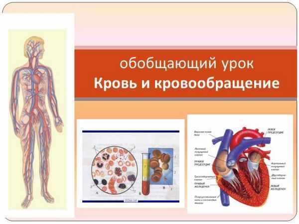 
    Обобщающий урок по теме "Кровь и кровообращение" в 8-м классе

      