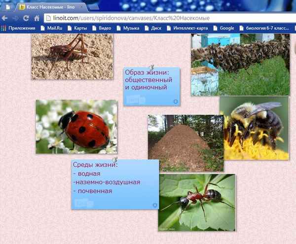 
    Урок-игра по биологии "Класс насекомые". 7-й класс

      