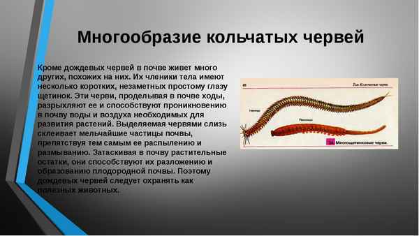 
    Конспект урока "Кольчатые черви. Дождевой червь"

      