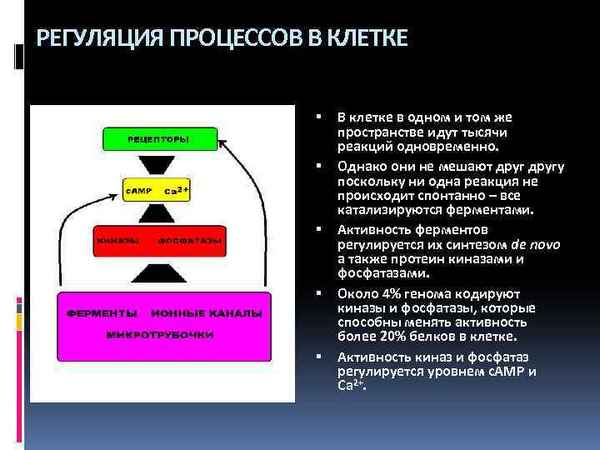 
    Урок "Регуляция биохимических процессов клетки"

      