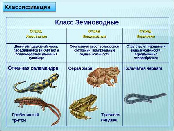 
    Конспект урока "Особенности внешнего строения и образа жизни представителей класса Земноводные"

      