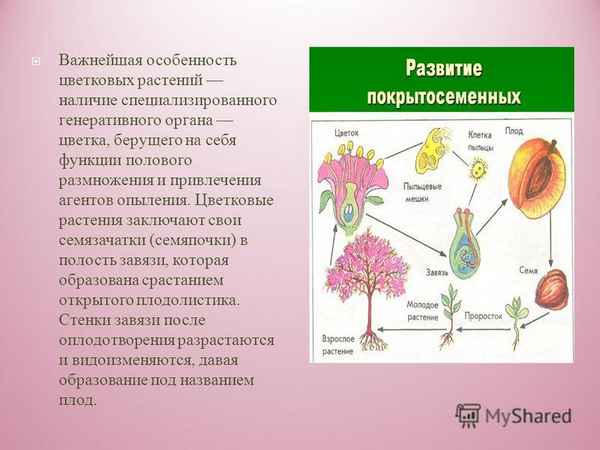 
    Урок "Отдел покрытосеменные. Размножение покрытосеменных растений"

      