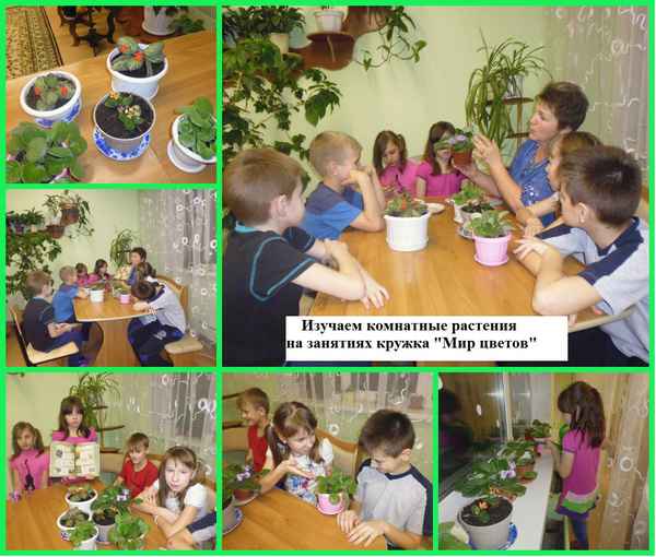 
    Программа кружка "Мир растений"

      