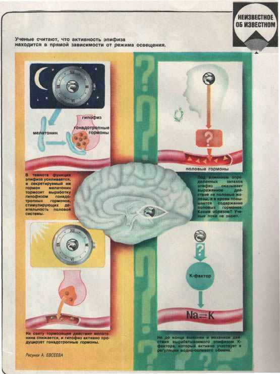 
    Экспресс-вестник "Железы внутренней секреции"

      