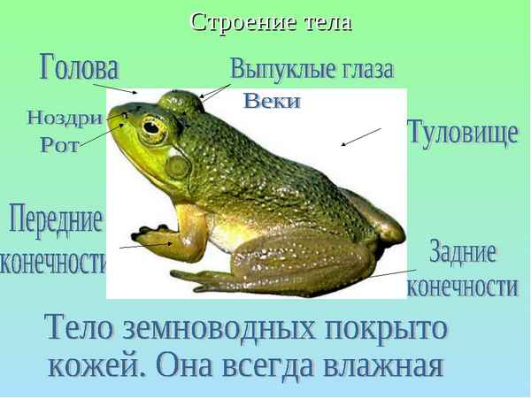 
    Среда обитания и внешнее строение земноводных

      