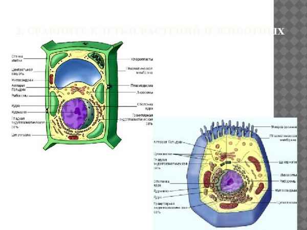 
    Лабораторный пpaктикум по биологии в 10-м классе по теме "Клетка"

      