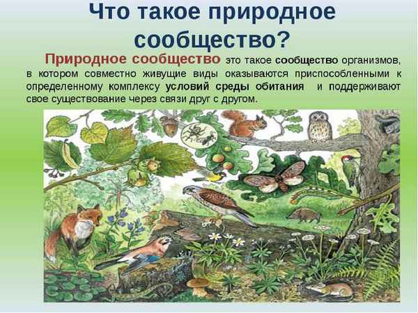 
    Урок–экскурсия «Природные экосистемы. Лес вокруг нас»

      