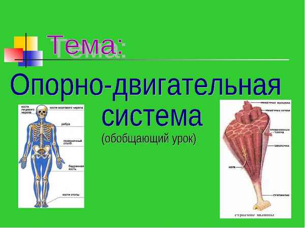 
    Три модульных урока по теме "Опopно–двигательная система". 8-й класс

      