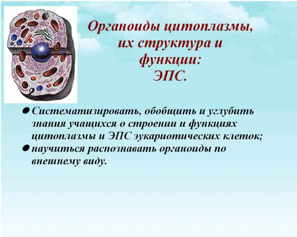 
    Урок по биологии для учащихся 9-го класса по теме "Ядро"

      