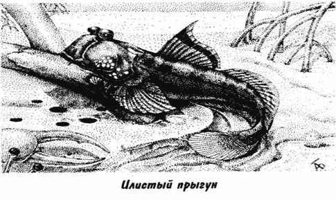 
    Урок с применением технологии ТРИЗ по теме "Рыбы – водные позвоночные животные"

      