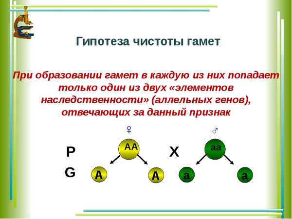 Гипотеза чистоты гамет. Три закона наследования признаков