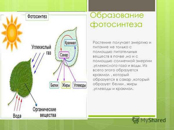 
    Урок биологии в 6-м классе по теме "Фотосинтез"

      
