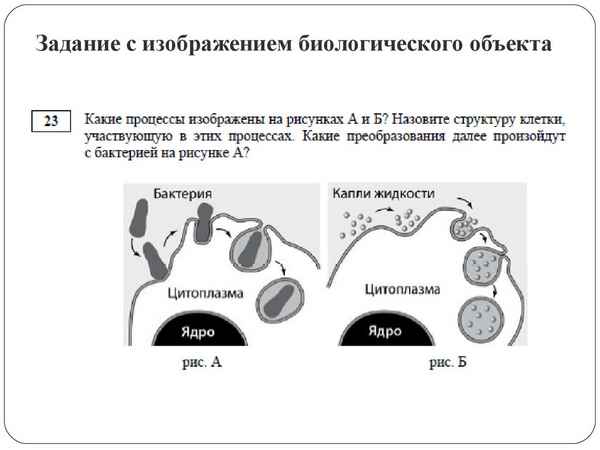 
    Задания с рисунками ЕГЭ по биологии

      