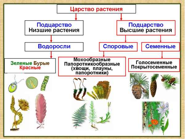 
    Урок: "Отделы растений"

      