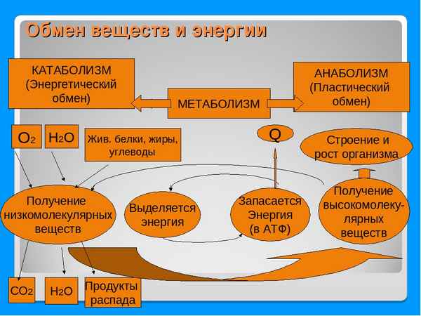 
    Интегрированный урок "Мед. Исследования меда". Тема урока: "Обмен веществ и энергии. Энергозатраты человека". Биология (8-й класс)

      