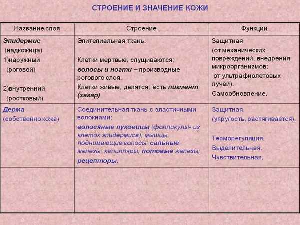 
    Значение и строение кожи

      