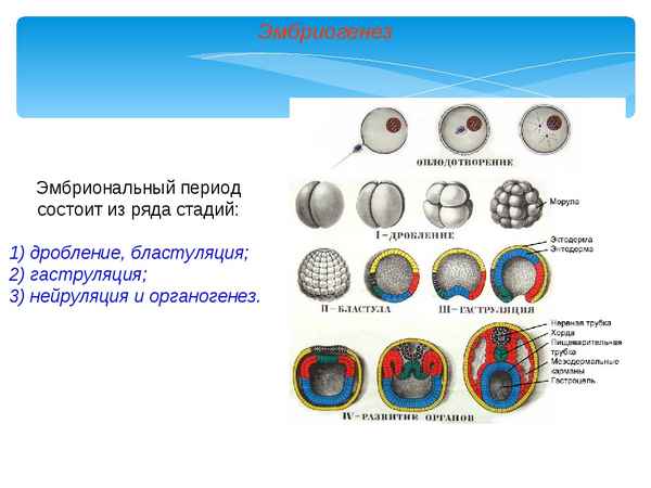 
    Развернутый план-конспект урока биологии в 10-м классе по теме "Онтогенез. Эмбриогенез". Урок с использованием ИКТ

      