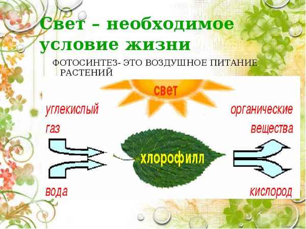 
    Урок по теме "Воздушное питание, или Путешествие с комнатными растениями"

      