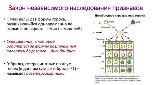 
    Задачи по теме "Закономерности исследования. Моногибридное скрещивание. Дигибридное скрещивание. Наследование, сцепленное с полом"

      