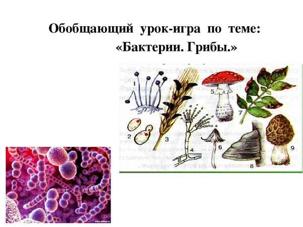 
    Обобщающий урок-игра по теме "Биология +"

      