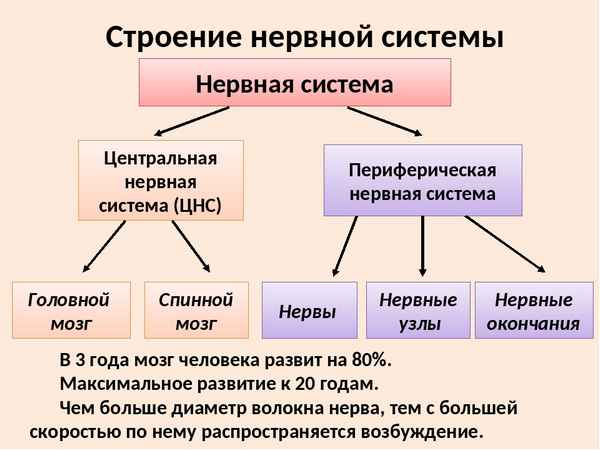 
    Тема урока: "Значение, строение и функционирование нервной системы"

      