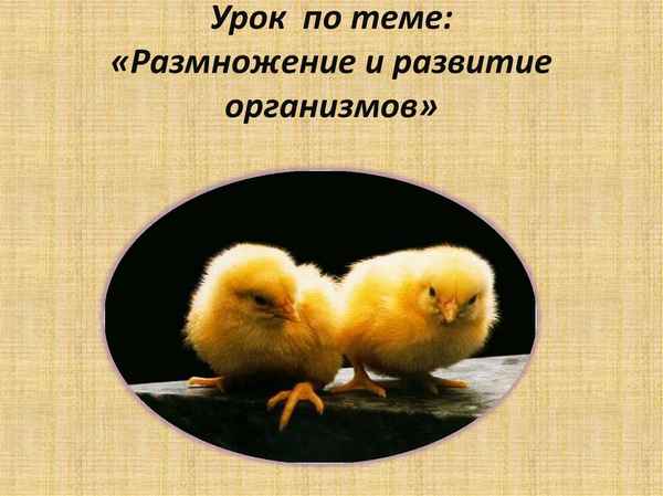 
    Урок "Размножение и развитие организмов"

      