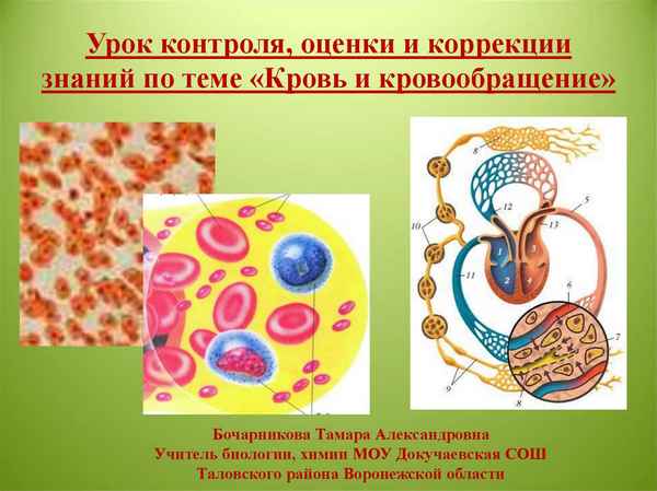 
    Урок-зачёт по теме "Кровь и кровообращение"

      