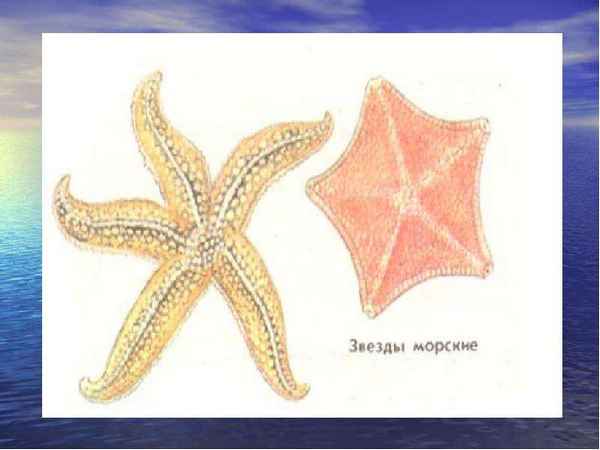 
    "Операция «И», или Иглокожие – кто они такие?"

      