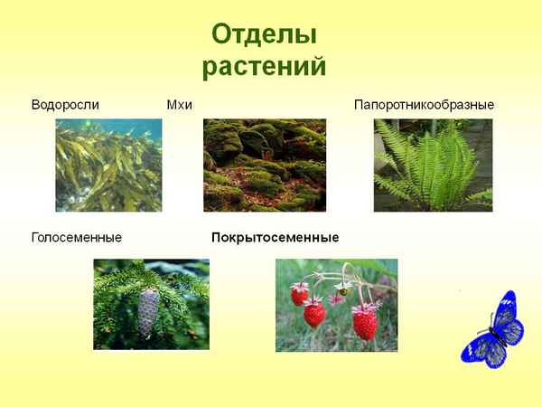 
    Зачетный урок "Отделы растений"

      