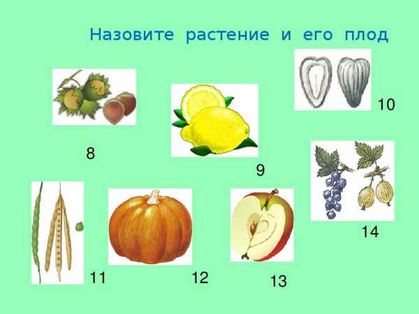 
    Урок по теме "Плоды". 6-й класс

      