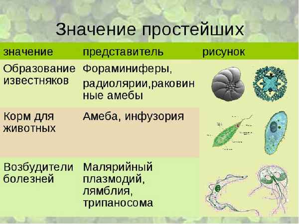 
    Комбинированный урок "Многообразие одноклеточных, их значение в биогеоценозах и жизни человека"

      