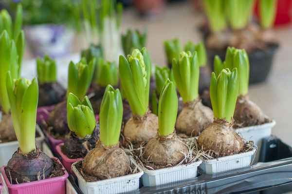 
    Выгонка луковичных растений в школе

      