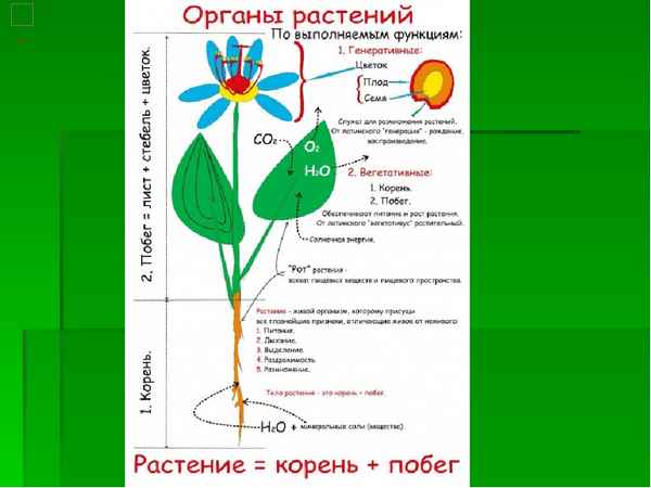 
    Урок-зачёт в 6-м классе. "Органы и системы органов растений и животных"

      