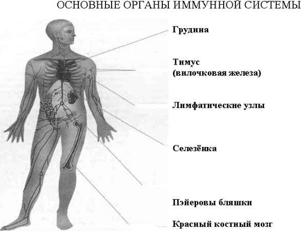 
    Урок биологии в 8-м классе "Иммунитет"

      