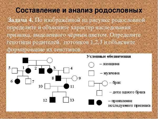
    Информационные технологии на уроках биологии. Урок-пpaктикум "Решение генетических задач. Анализ и составление родословной"

      