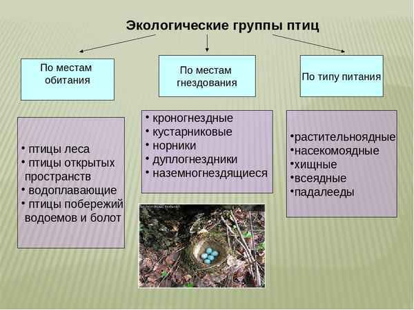 
    Урок биологии в 7-м классе по теме "Экологические группы птиц"

      